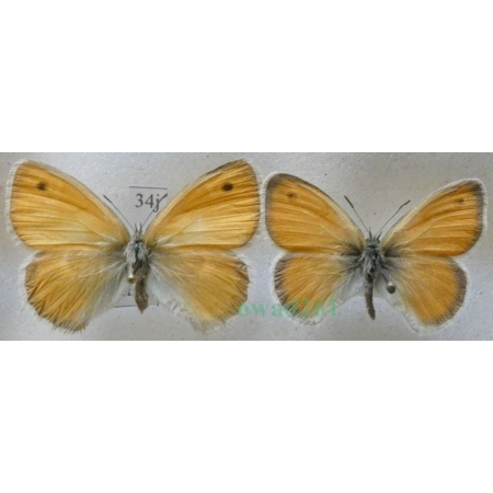 Coenonympha pamphilus (Linnaeus, 1758) pair Strzępotek ruczajnik Czech34j